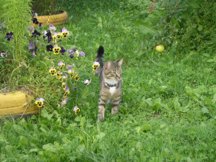 Картинка животные коты