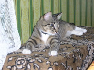 Картинка животные коты