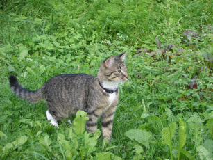 Картинка животные коты