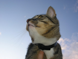 Картинка животные коты