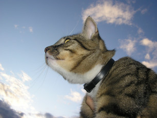 Картинка животные коты