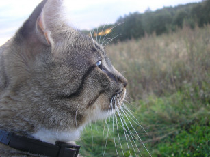 Картинка животные коты