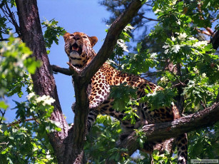 Картинка животные леопарды