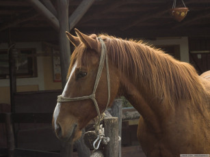 Картинка животные лошади