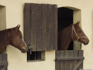 Картинка животные лошади