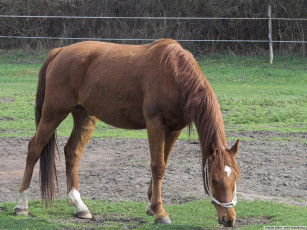 обоя животные, лошади