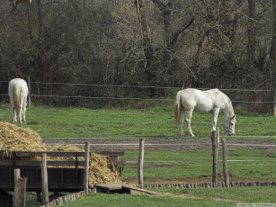 Картинка животные лошади