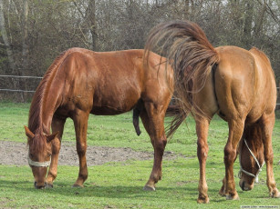 Картинка животные лошади