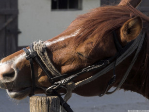 Картинка животные лошади