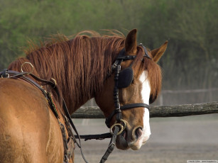 Картинка животные лошади