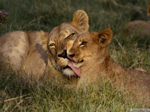 Картинка животные львы