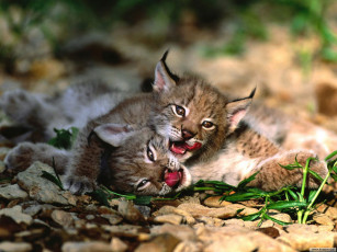 Картинка животные рыси