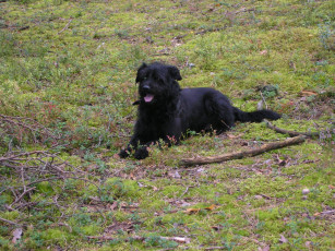 Картинка животные собаки