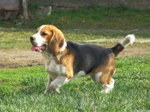 Картинка животные собаки