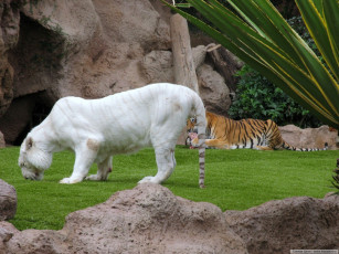 Картинка животные тигры