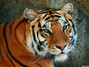 Картинка животные тигры