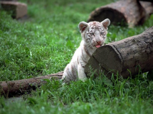 Картинка животные тигры