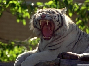 Картинка животные тигры