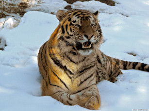 обоя животные, тигры