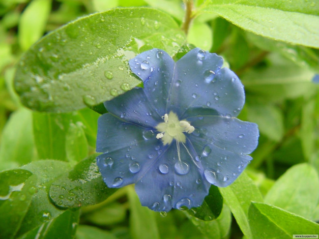 Обои картинки фото цветы, барвинок