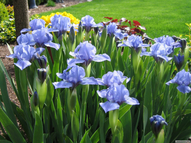 Обои картинки фото цветы, ирисы