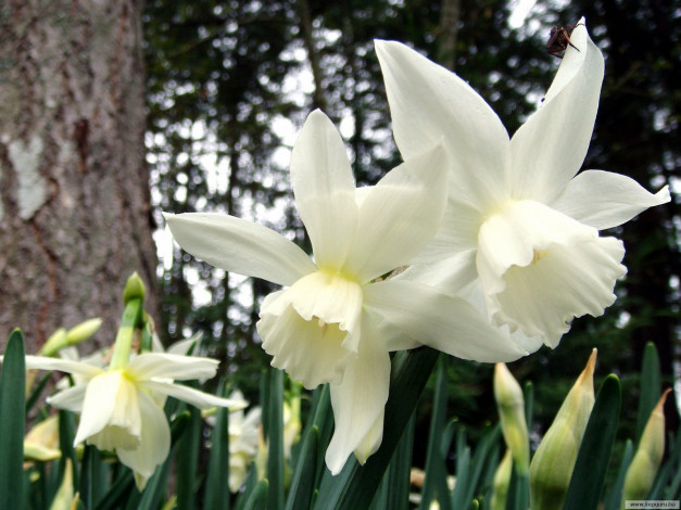 Обои картинки фото цветы, нарциссы