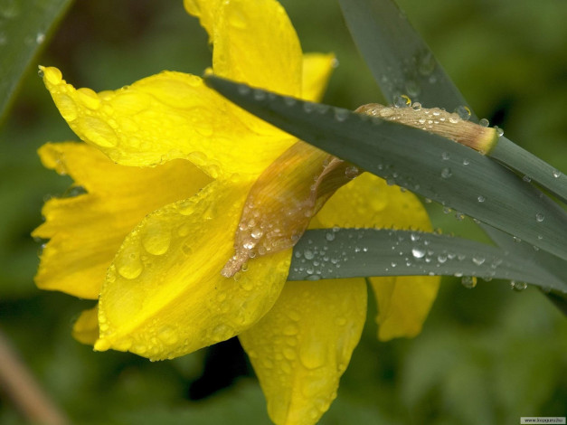 Обои картинки фото цветы, нарциссы