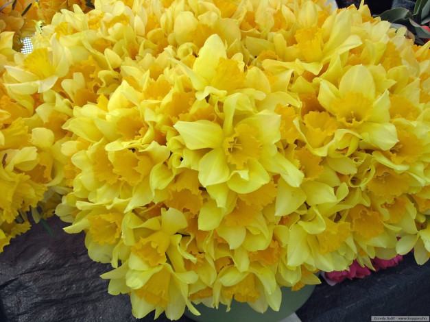 Обои картинки фото цветы, нарциссы