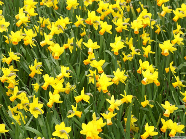 Обои картинки фото цветы, нарциссы