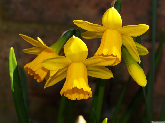 Обои картинки фото цветы, нарциссы