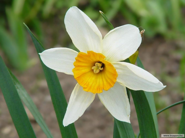 Обои картинки фото цветы, нарциссы