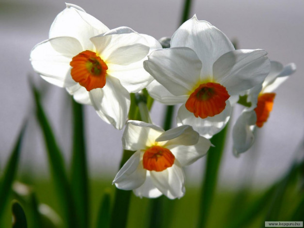 Обои картинки фото цветы, нарциссы