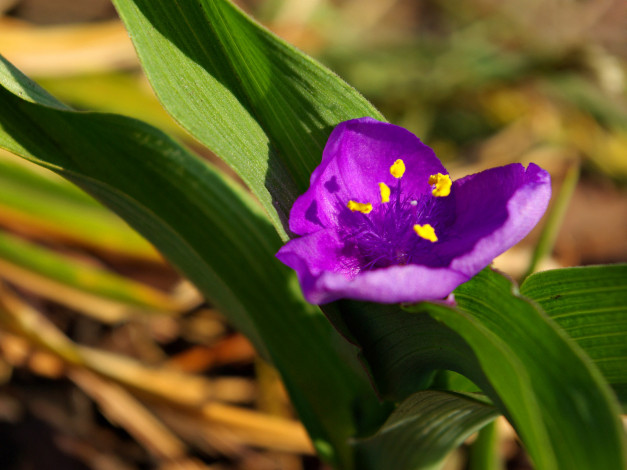 Обои картинки фото цветы, традесканции