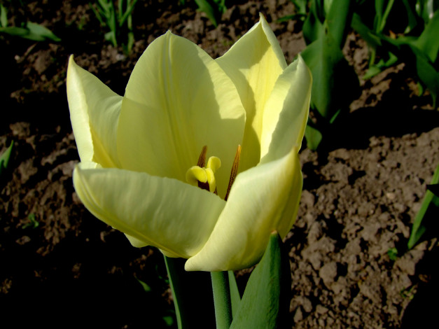 Обои картинки фото цветы, тюльпаны