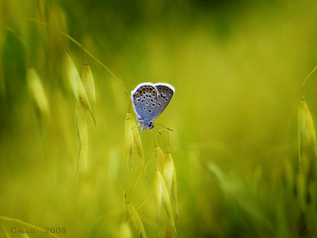 Обои картинки фото животные, бабочки