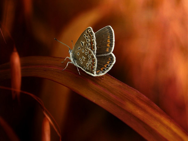 Обои картинки фото животные, бабочки