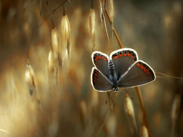 Обои картинки фото животные, бабочки