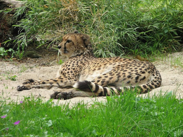 Обои картинки фото животные, гепарды