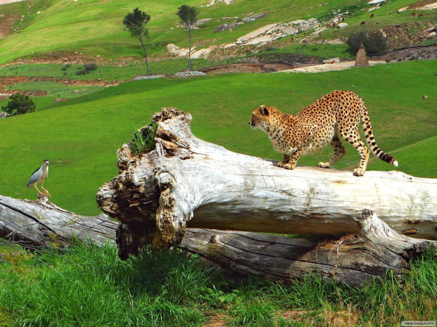 Обои картинки фото животные, гепарды