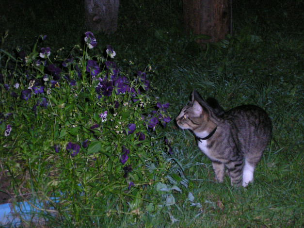 Обои картинки фото животные, коты