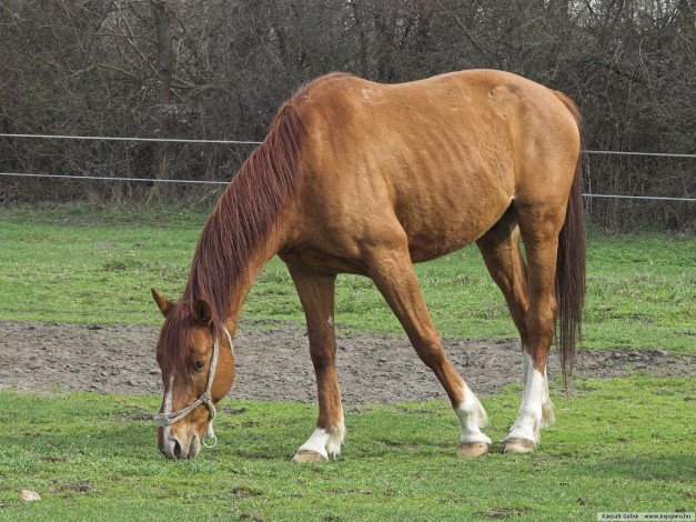 Обои картинки фото животные, лошади