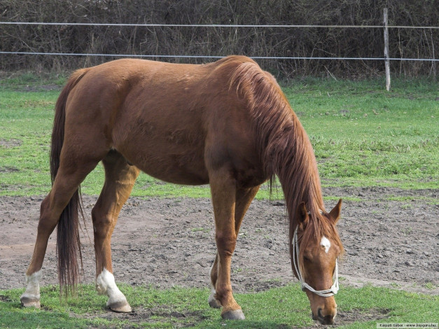 Обои картинки фото животные, лошади