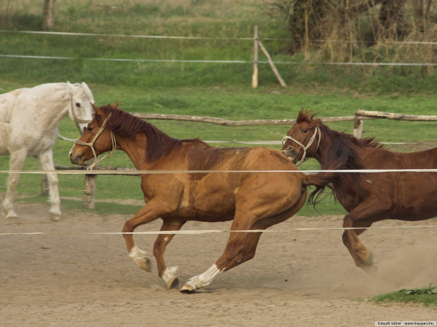 Обои картинки фото животные, лошади