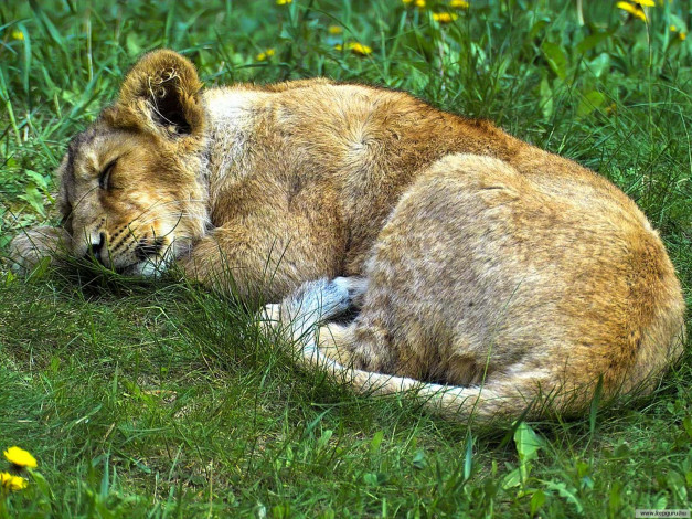 Обои картинки фото животные, львы