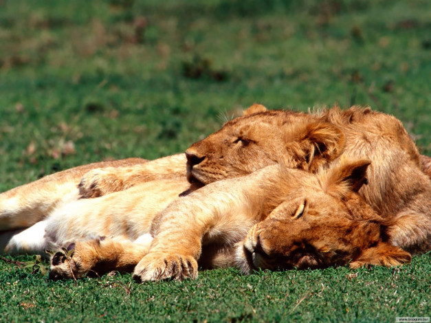 Обои картинки фото животные, львы