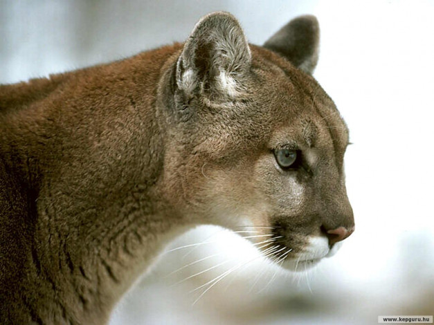 Обои картинки фото животные, пумы