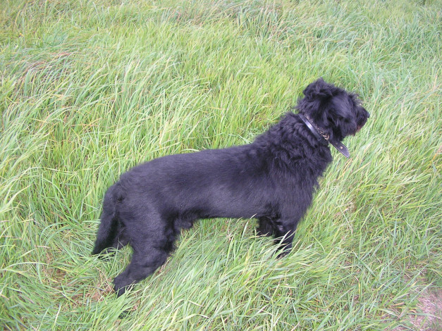 Обои картинки фото животные, собаки