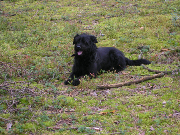 Обои картинки фото животные, собаки