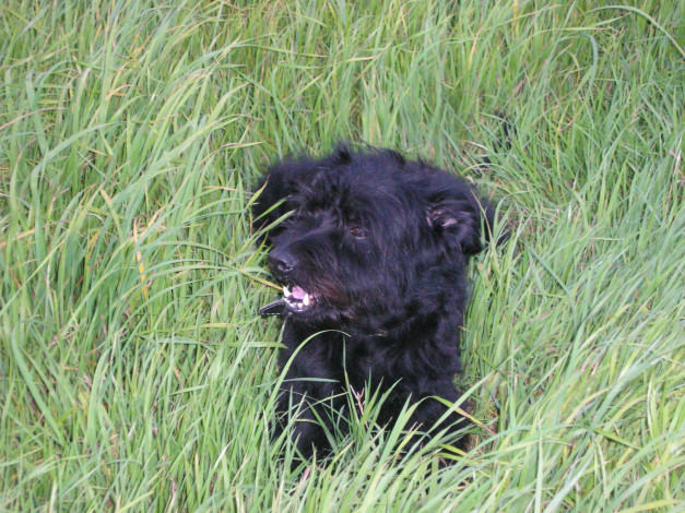 Обои картинки фото животные, собаки