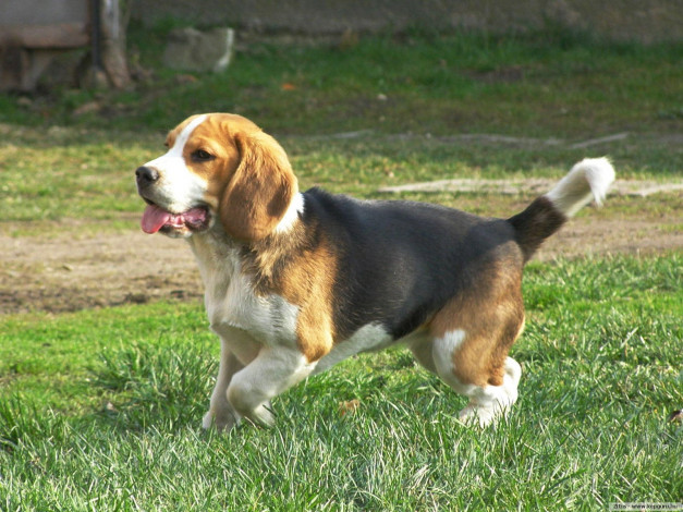 Обои картинки фото животные, собаки